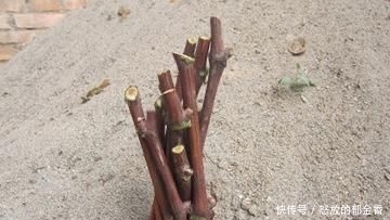  『记住』阳台如何种葡萄？记住4点，果子数量多，一串串挂满了，好吃好看