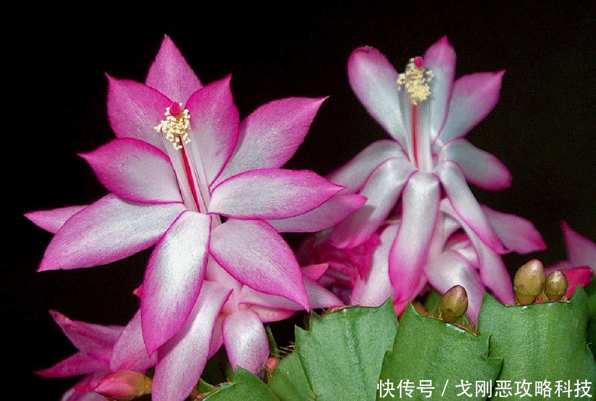  适合@3种花好养又漂亮，15天浇水一次，蹭蹭长爆盆，很适合新手养护
