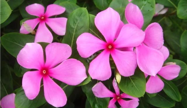  长春花：养花就养此3种，开花量大味道香，家里养一盆，满屋都是花香味