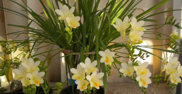 『室内』好养漂亮的“4种花”,阳台室内养一盆,浇水就长爆盆,开花不断