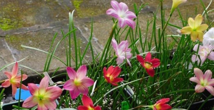  「特长」这时候，就养这些“花”，好看又好养，花期还特长，美爆阳台！