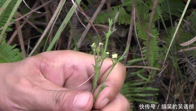 农村地区有一种野草，很多人都觉得是杂草，不知道它的药用价值！