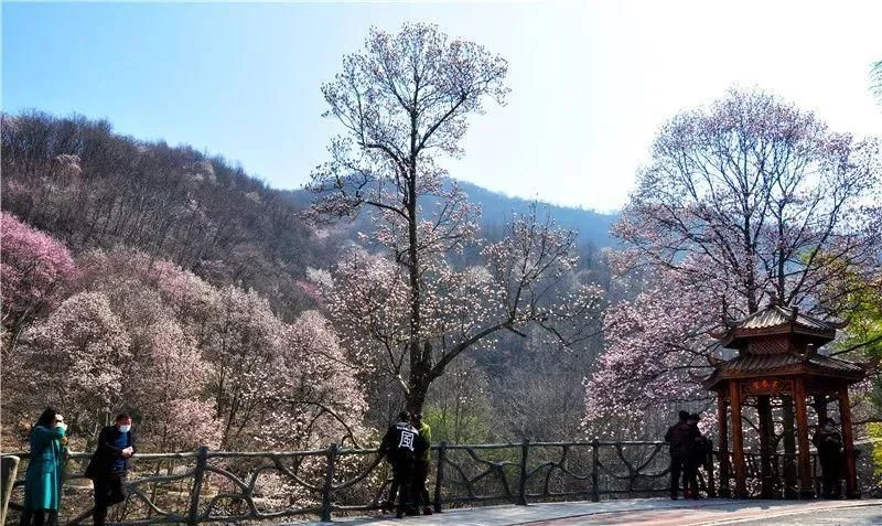 3月,低调六安意外爆红!一组照片,全国人民都被美哭了!【2020热门旅游景点】