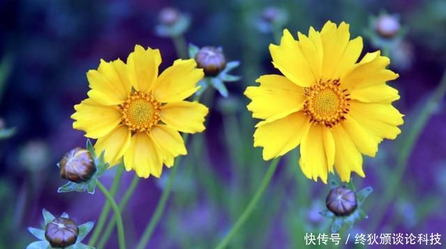  适合：养花就养此3种，花大色艳开花能力强，开花一茬接一茬，适合新手