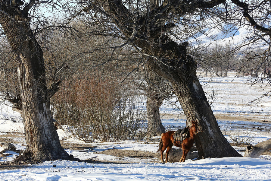 冬季新疆那拉提玩雪全攻略,水墨雪域画中游