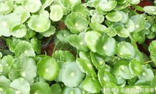 「适合」在家最适合养这3种花草,既好养寓意还佳,家人兴旺财源广