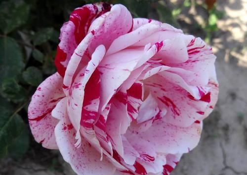  [品种]养护红花，就要选择好花卉品种，花朵层层叠叠，饱满芳菲艳丽
