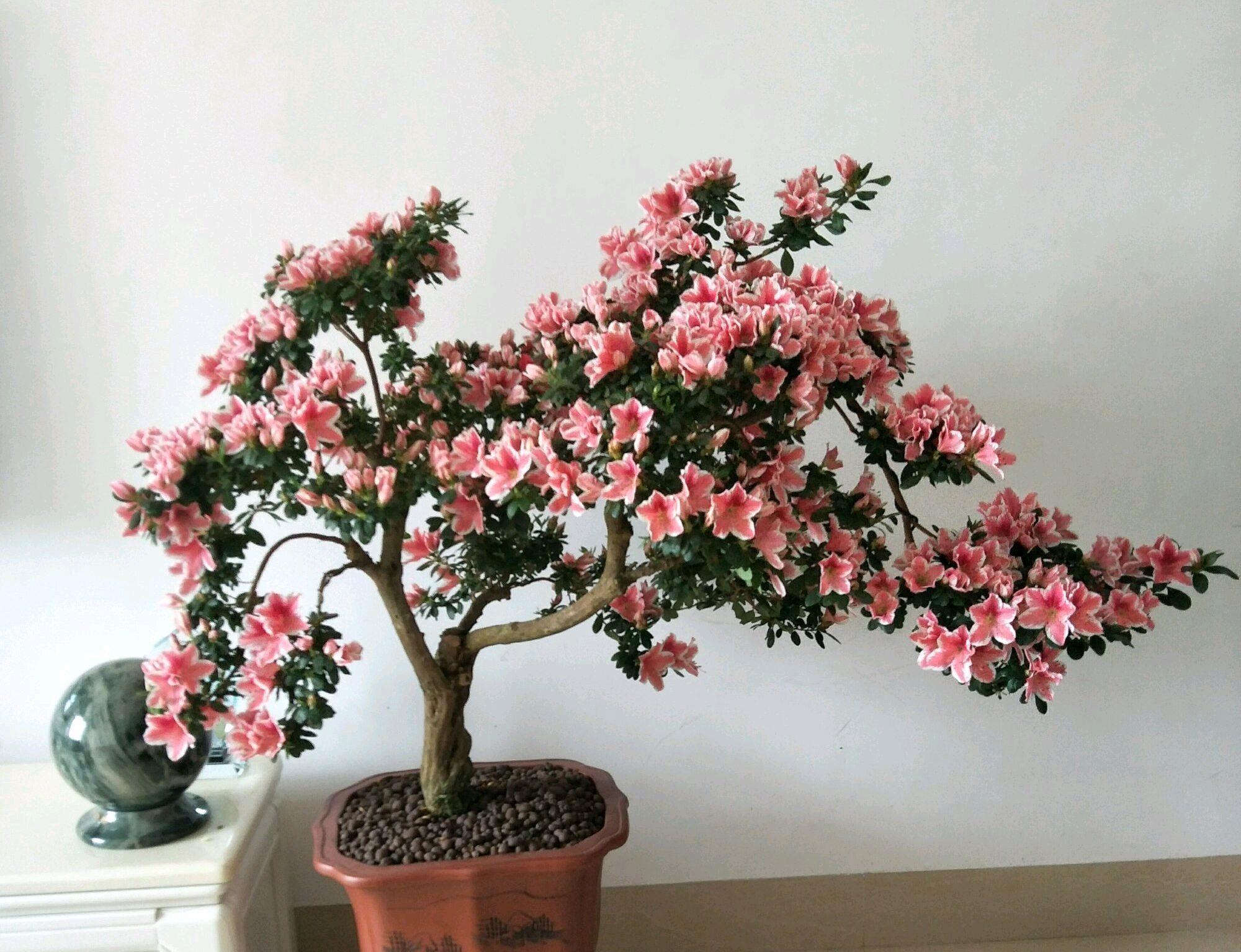 快速:野生杜鹃盆景桩头栽种存活技巧,裸根的杜鹃花也能快速发根