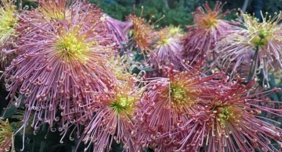  『花形』喜欢菊花，不如养盆泉乡火花花形优美，娇艳动人 。