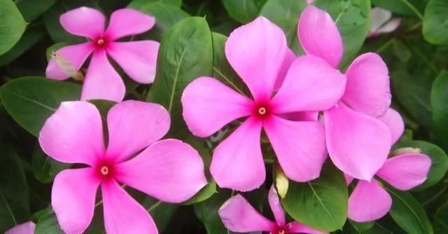  漂亮：夏天养花就养此3种,造型奇特生动形象,好养易活开花漂亮