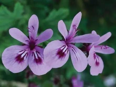  『充足』庭院里最具童趣的18种小花