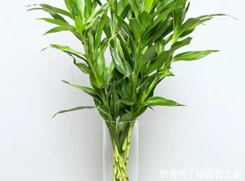  生机：招财又纳福的4种绿植，光听名字就喜庆，养1盆增添不少生机！