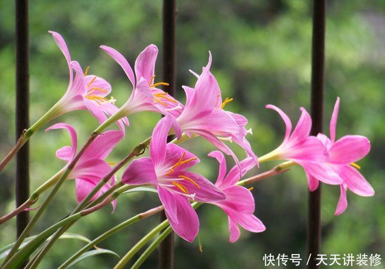 『不停』花期很长的5种花,开花量大能爆盆,一种花有多种颜色,开花不停