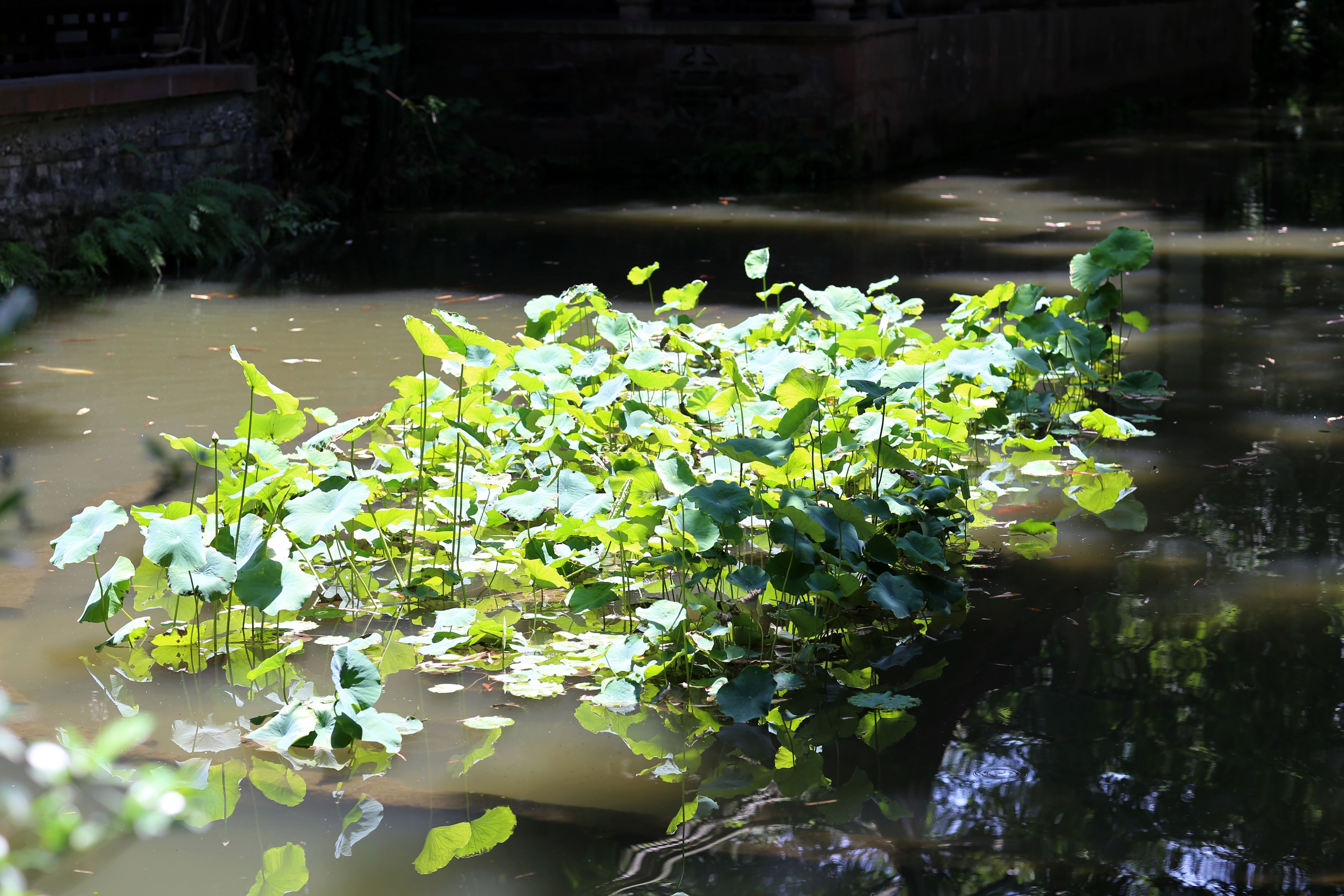 成都十二时辰，记旅行家红人天府之国”蓉城“游记