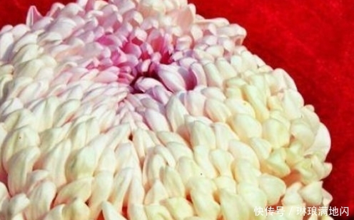  【梦乡】新手养花，不如养盆花中精品“久米梦乡”，似粉嫩少女，清秀优雅