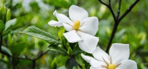  栀子花：花卉也有“喜好”，栀子花满足这“五点喜好”，也能开出洁白好花