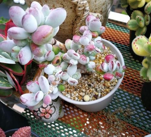  #植物#多肉植物出现了木质化？这样一剪，多肉健康又美丽！