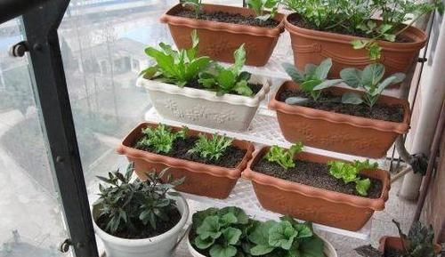  「此物」此物寿命可达20年，阳台栽种上一盆，年年都能吃上新鲜的芦笋
