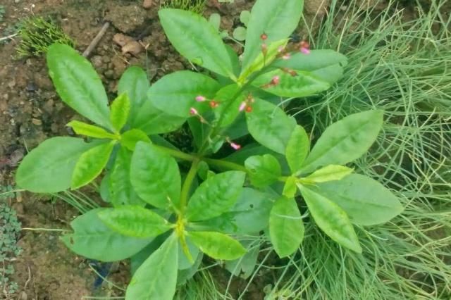  根部|农村这种产量高的野草，被称为“土人参”，根部有很高的医