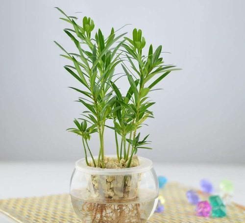 『空调』空调房适宜养什么植物?植物经常枯死?这五点才是根本原因