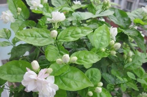  「技巧」茉莉花修剪和开花枝条的关系？茉莉花连续不断开花的修剪技巧？