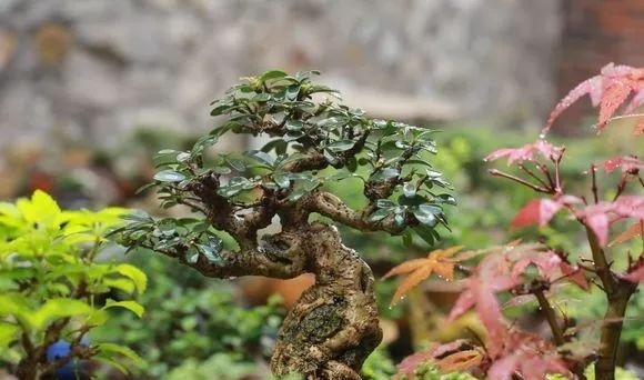 这些好养又不贵的小盆景，你喜欢吗