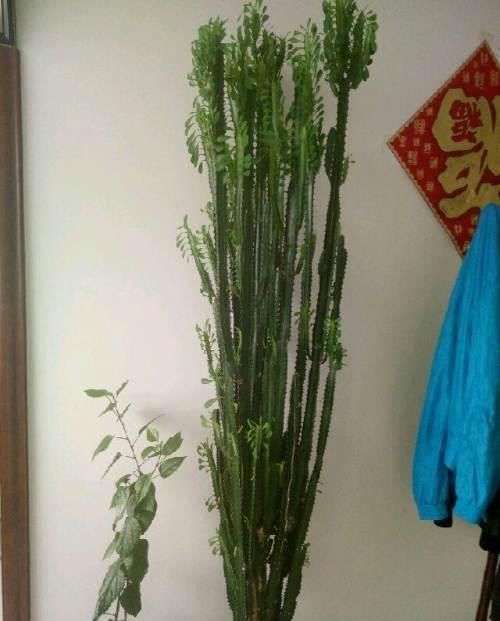  [养花]爱养花的注意了, 这3种花一不小心就能戳到屋顶, 成精了一样