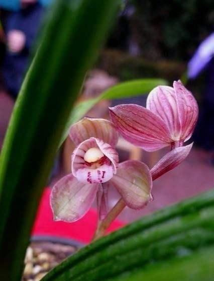  【花容】此花，天工巧夺神品，荷瓣花型，花色嫩红如少女，花容端庄特好养