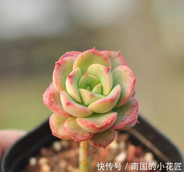 玫瑰■【多肉区分】艾格尼斯玫瑰、尼可莎娜、红化妆,姐妹三个?
