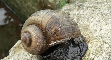 「吃货」中国吃货无能为力的福寿螺,到底是被谁消灭的