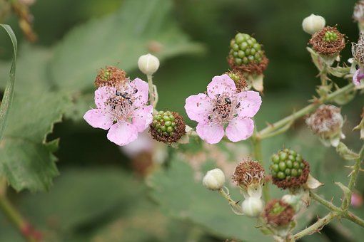  『含有毒』家里养这种植物小心引起中毒