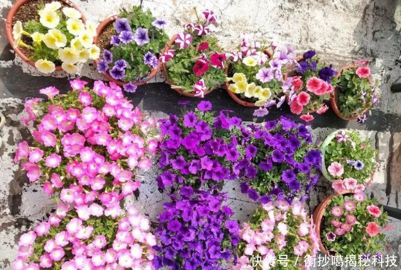 小妙■养花小妙招,花开爆满盆