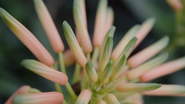  提升百合：食用百合营养特性与施肥要点，注意事项，希望对你有所帮助