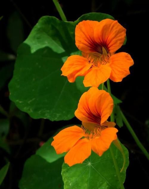 【常见】有一种莲花,不需要水,一年四季都开花,花香色艳,绿化带常见