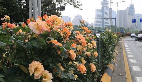 『开花真』谁说月光族就不配养花?这20种月季花月薪3000也能养