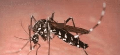  「时间」花蚊子在我国出现时间并不长，但人们白天已无法乘凉，