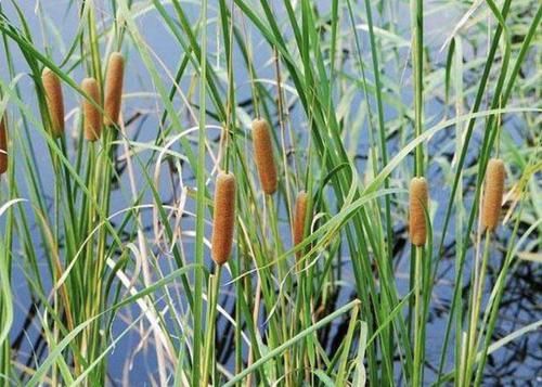  『香蒲草』1种野草在河边，越看越像“铜钱草”，枝叶漂亮，价值高、珍贵！