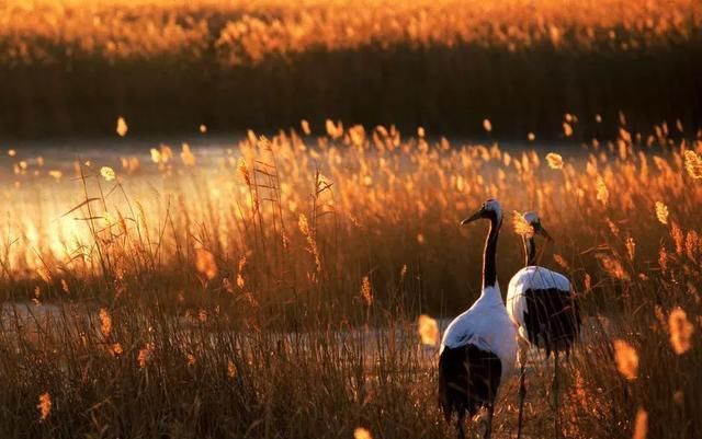 又一个红叶王国！国内这处秘境，有比肩枫叶之国加拿大的醉美秋色