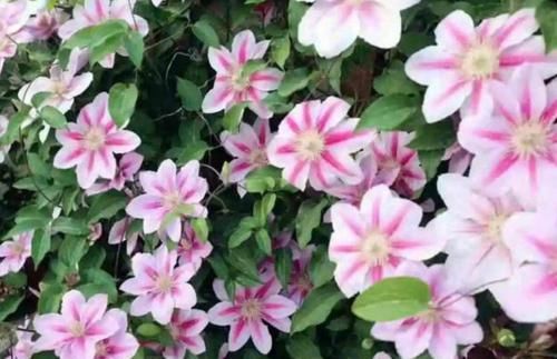  『家里』养花就养3种花，家里养一盆，旺运又旺财，新一年带给你好运