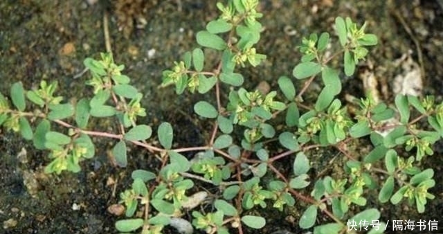  「蜈蚣」农地里，1种杂草奇特，枝条像“蜈蚣”，人称“千根草”