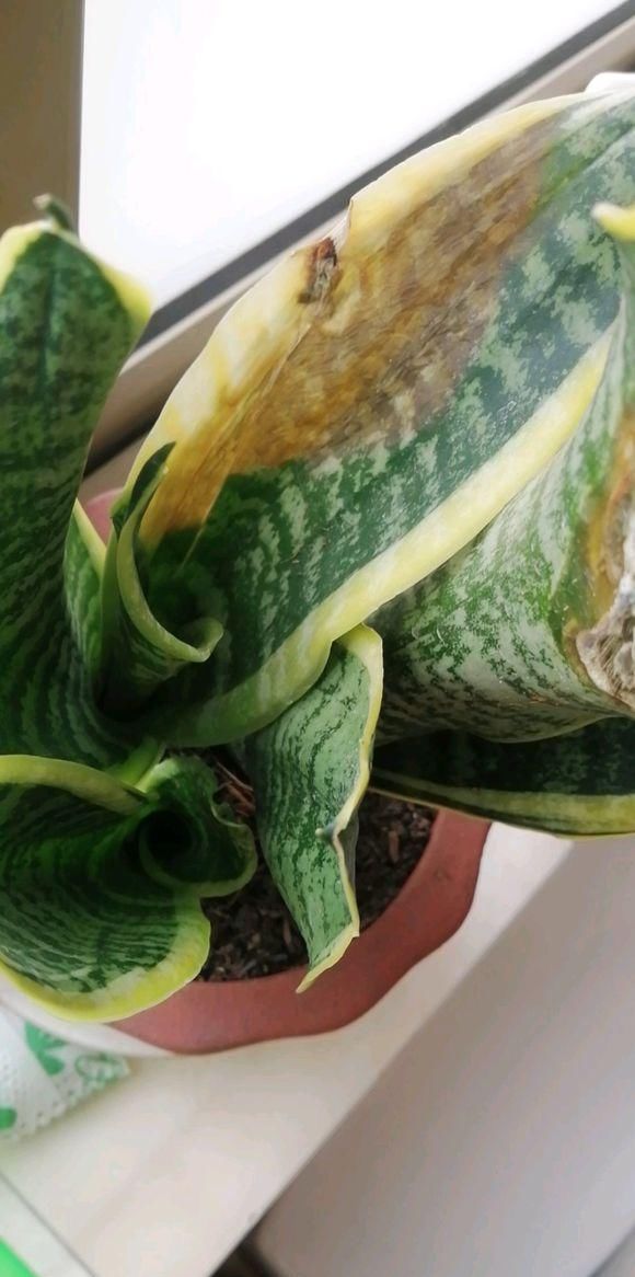  【斑纹】虎皮兰养“开花”，3个月长成1米高，叶子斑纹漂亮，年年爆小崽
