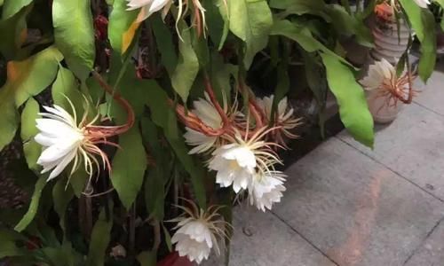  「兰属的植物」8种花其实都是多肉，旱着养才能长爆盆！