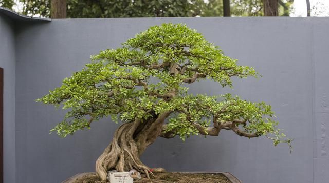  【海派】盆景五大派，盆景知识的一些介绍