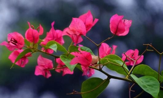  「爱爆」家养这几款小花，耐热又耐晒，越晒花开越艳丽，好养还特别爱爆盆