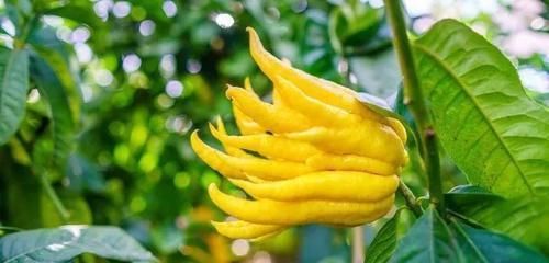  『家里』农历新年家里很适合摆的一些观赏植物，红红火火过鼠年