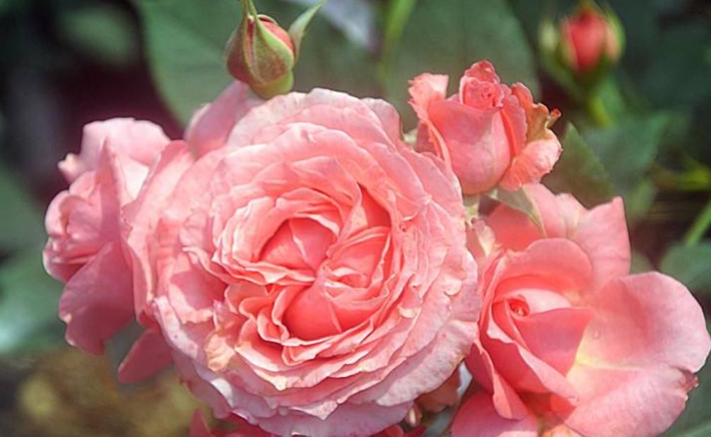  #定要注意#珊瑚果冻的养护方法，做好这“5点”四季开花，花朵各个丰满艳丽