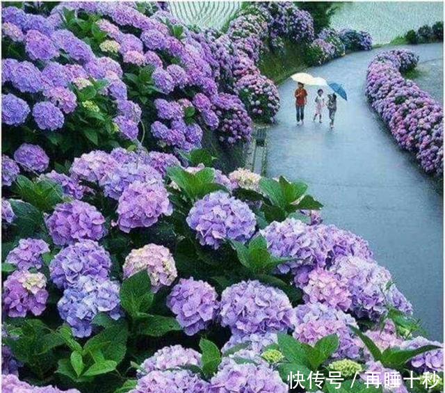 #直射光#绣球到底怎样晒太阳很多人都弄反了,怪不得怎么也养不好