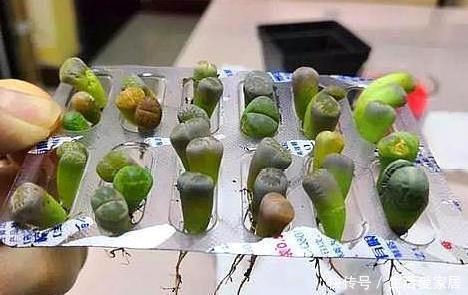 『扦插』扦插茉莉、多肉不用土,1块“胶囊板”全搞定,20天长成小盆