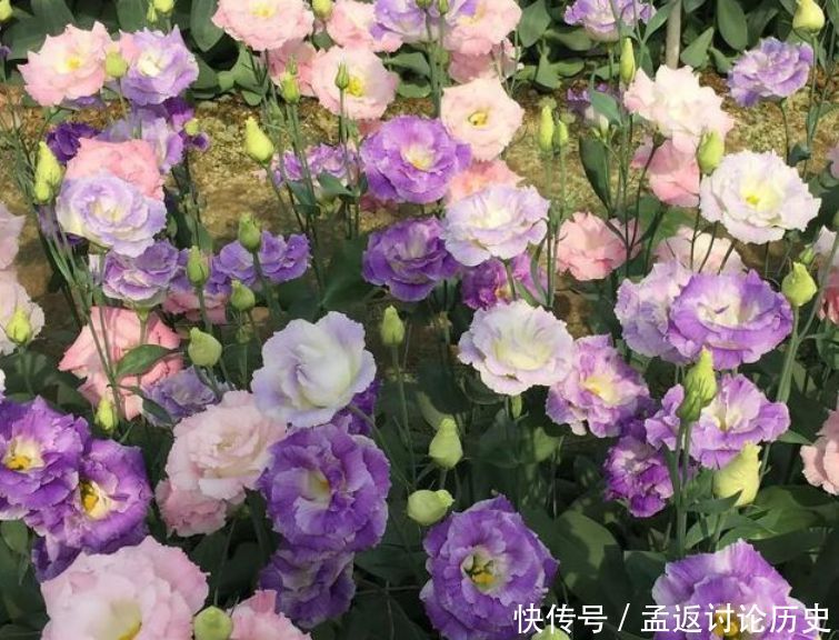 「洋桔梗」4种花是爆盆“能手”,花开一茬又一茬,美不胜收,人见人爱!