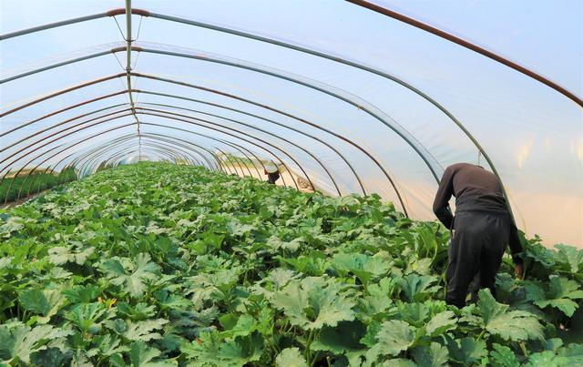  种植西葫芦@农民种植一种蔬菜，亩产量10000斤，4亩收入40000元